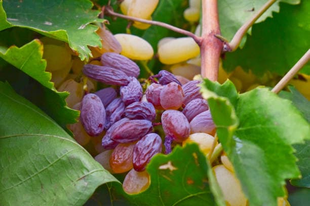 خرید و قیمت کشمش سیاه + فروش عمده